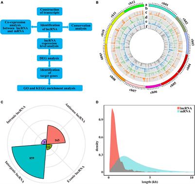 Identification and Characterization of Long Non-coding RNA in Tomato Roots Under Salt Stress